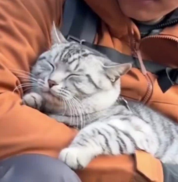 “冤种小猫”火了：被游客反复救下山 被迫爬山回家