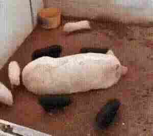 双马尾小姐姐帅气教学过肩摔 动图 这火能有我耐烧嘛