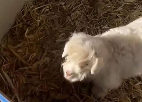 宁夏“装死小羊”身价飙升至30万！主人取名“羊肉串”