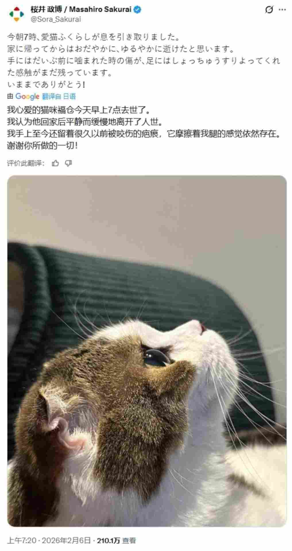 知名游戏制作人樱井政博的爱猫离世 引全球玩家泪目